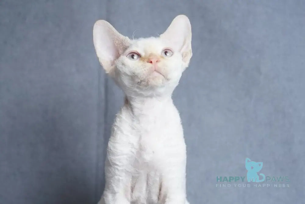 Hugo Devon Rex male red pointed live animals