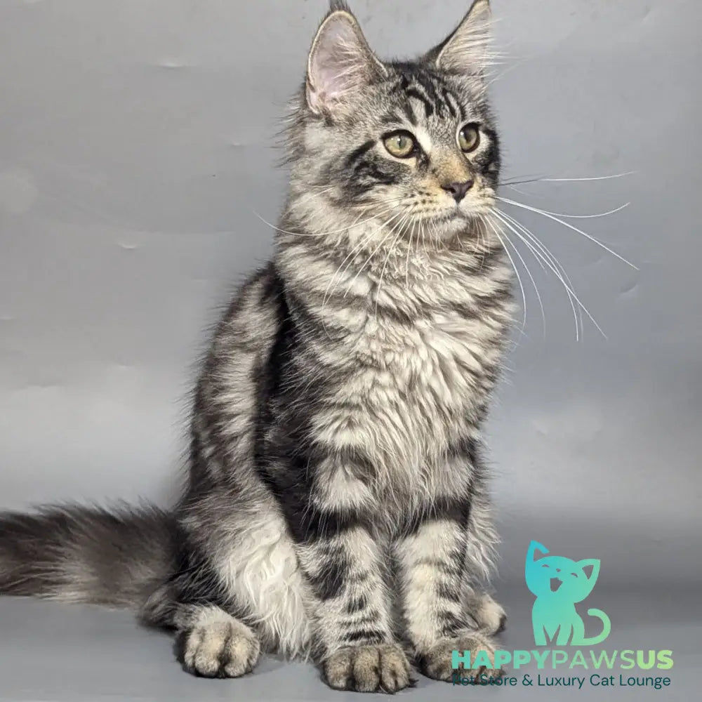 Hugo Maine Coon male black silver tabby - live animals