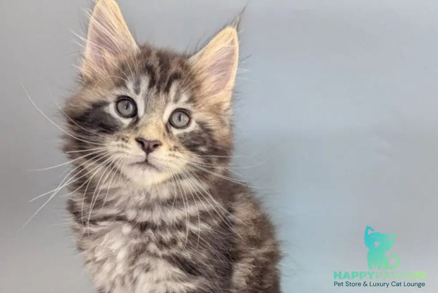 Hugo Maine Coon male black silver tabby - live animals
