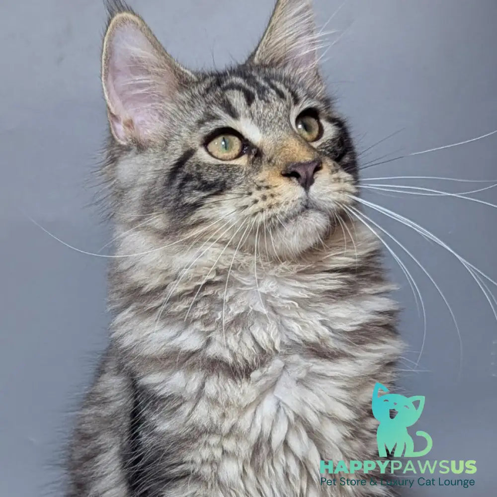 Hugo Maine Coon male black silver tabby - live animals