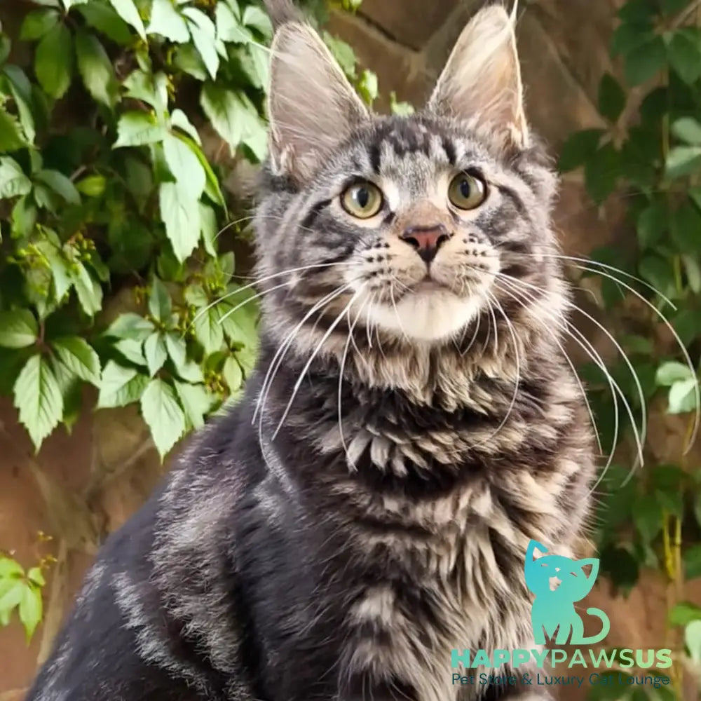 Hugo Maine Coon male black tabby - live animals