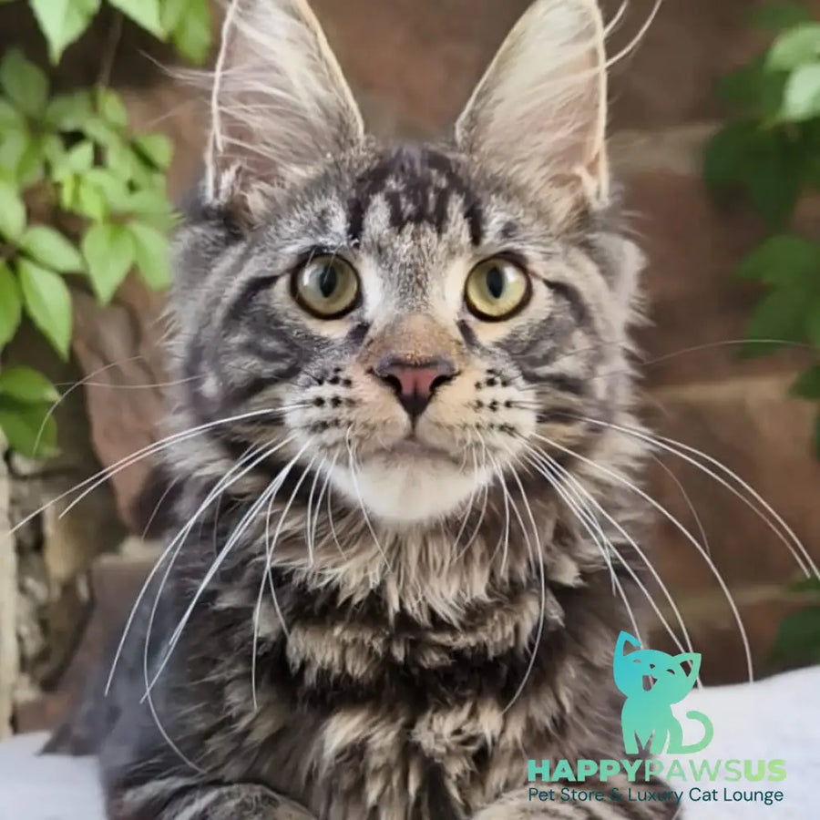 Hugo Maine Coon male black tabby - live animals