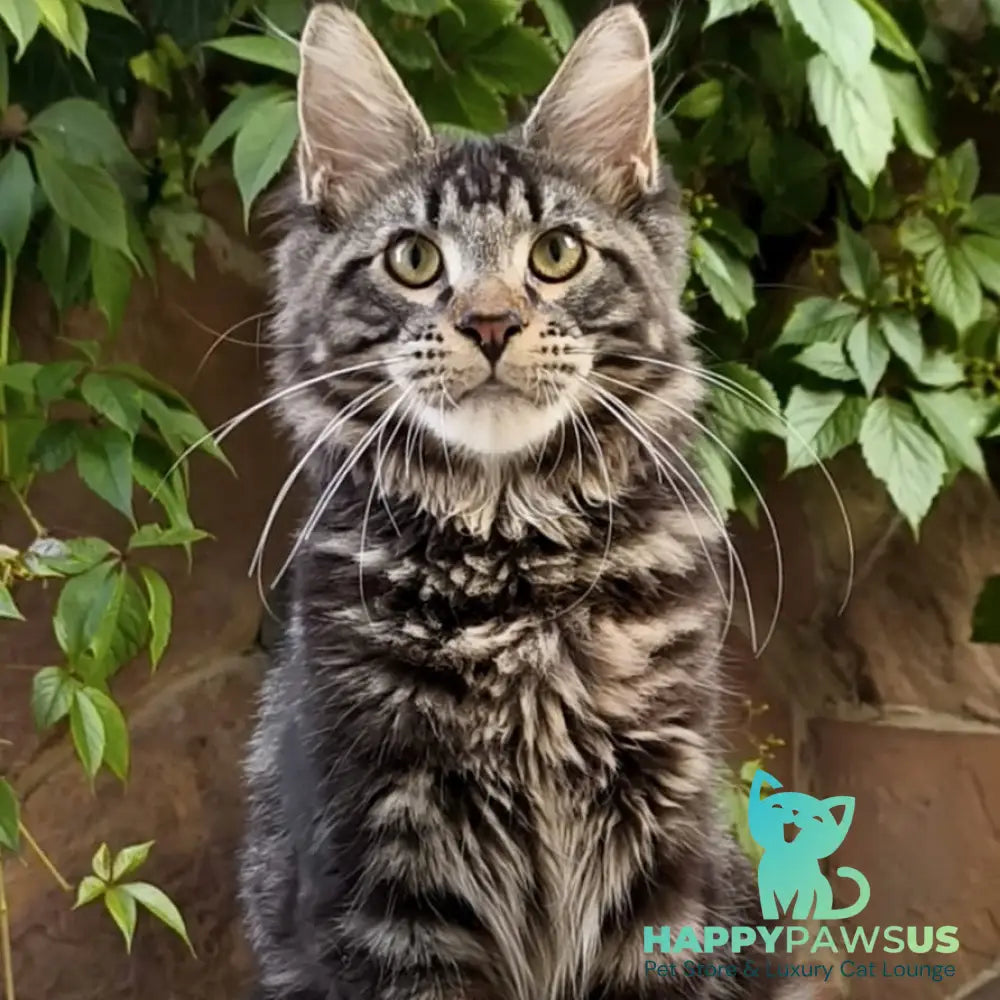 Hugo Maine Coon male black tabby - live animals