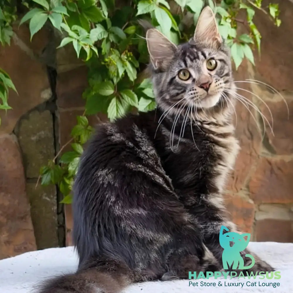 Hugo Maine Coon male black tabby - live animals