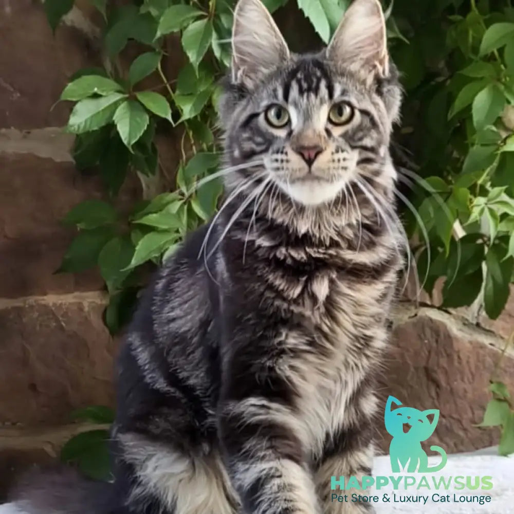 Hugo Maine Coon male black tabby - live animals