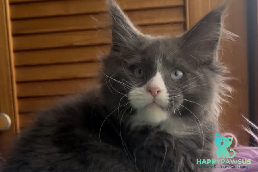 Hugo Maine Coon polydactyl male blue with white - live animals