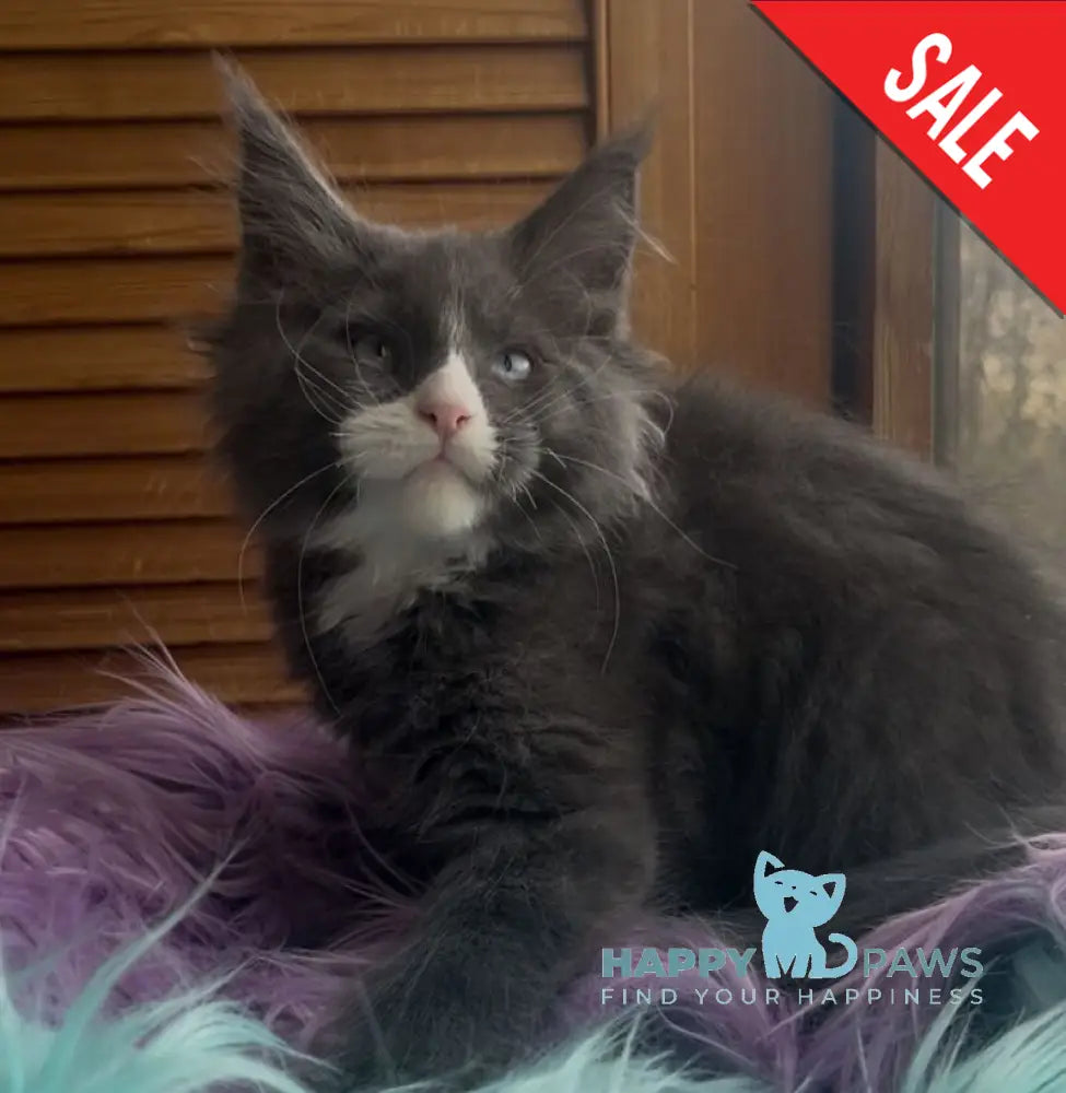 Hugo Maine Coon polydactyl male blue with white - live animals