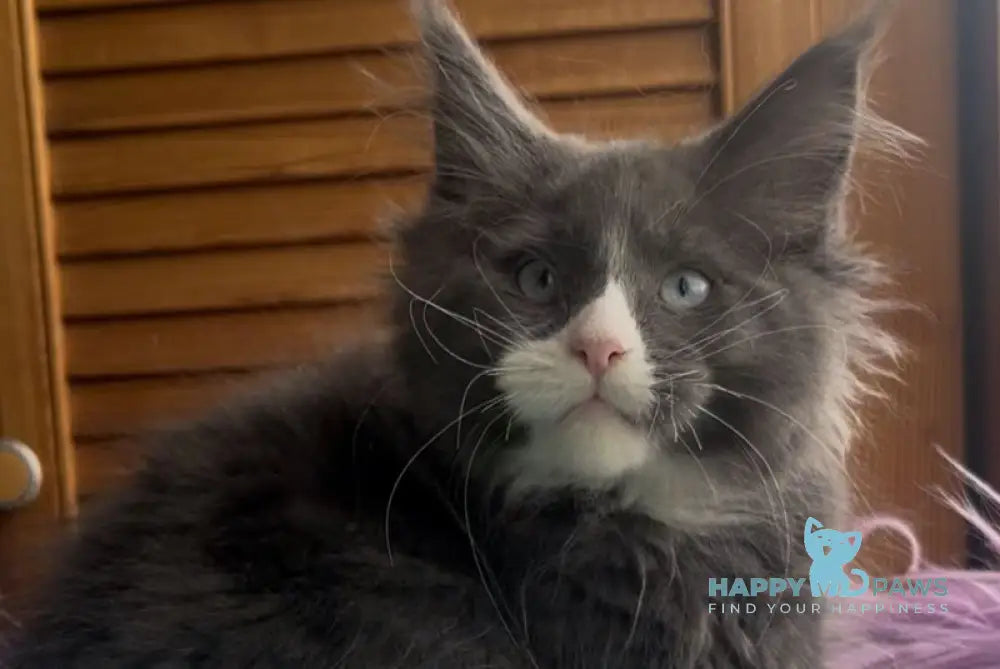 Hugo Maine Coon polydactyl male blue with white - live animals