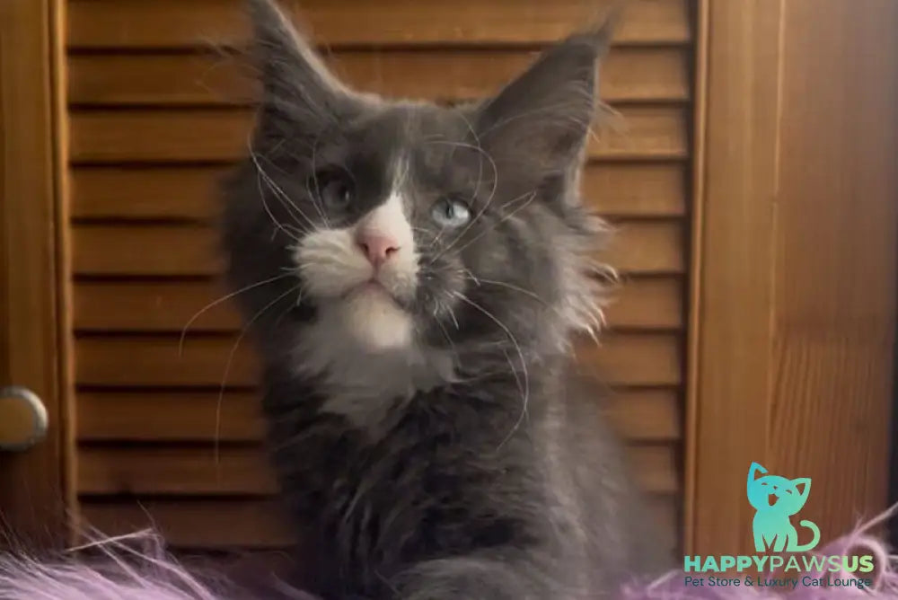 Hugo Maine Coon polydactyl male blue with white - live animals