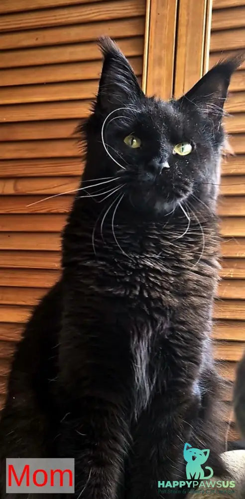Hugo Maine Coon polydactyl male blue with white - live animals