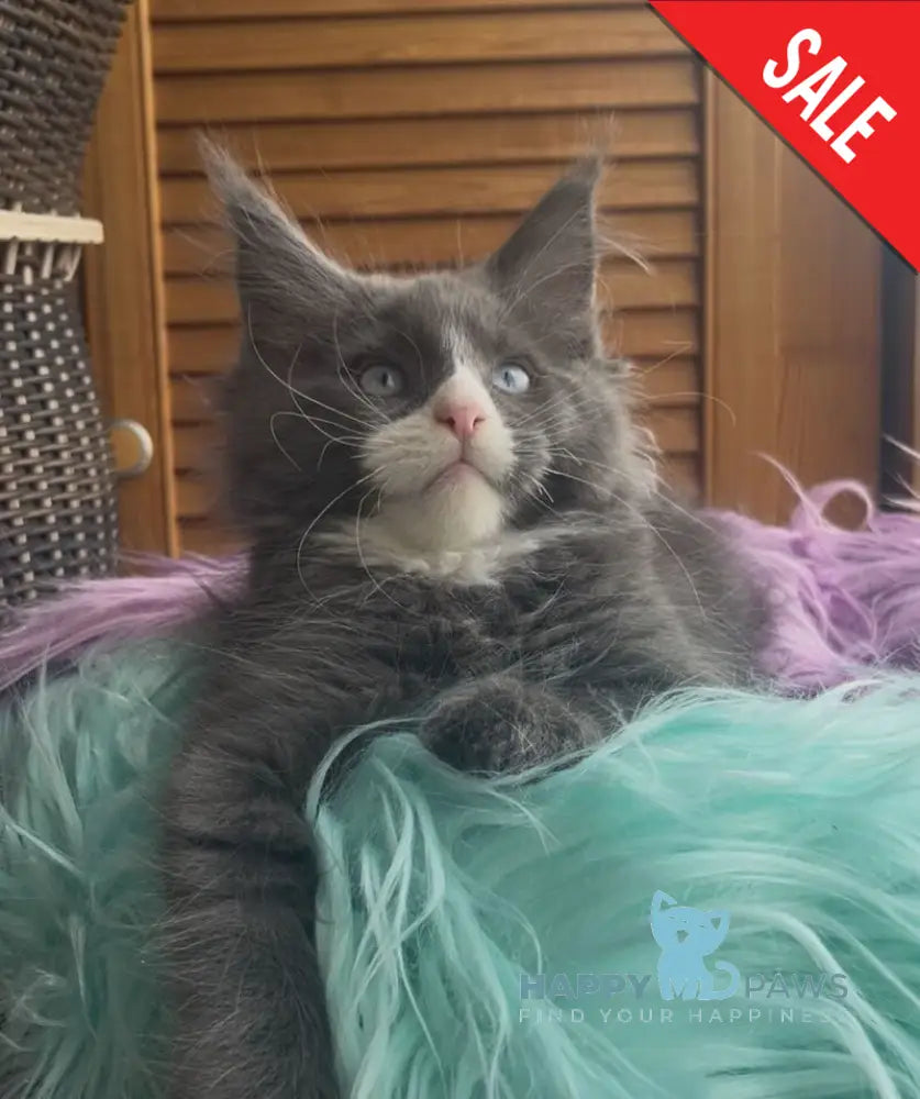 Hugo Maine Coon polydactyl male blue with white - live animals