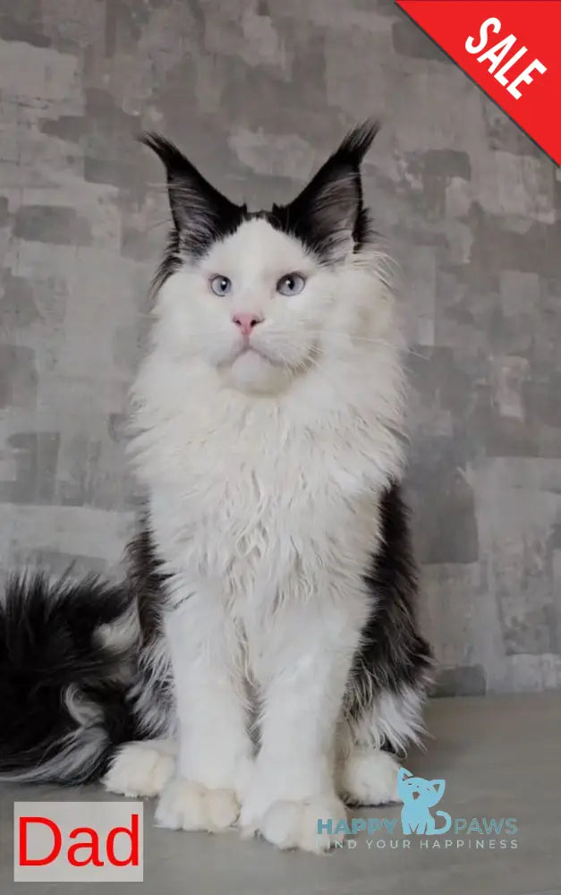 Hugo Maine Coon polydactyl male blue with white - live animals
