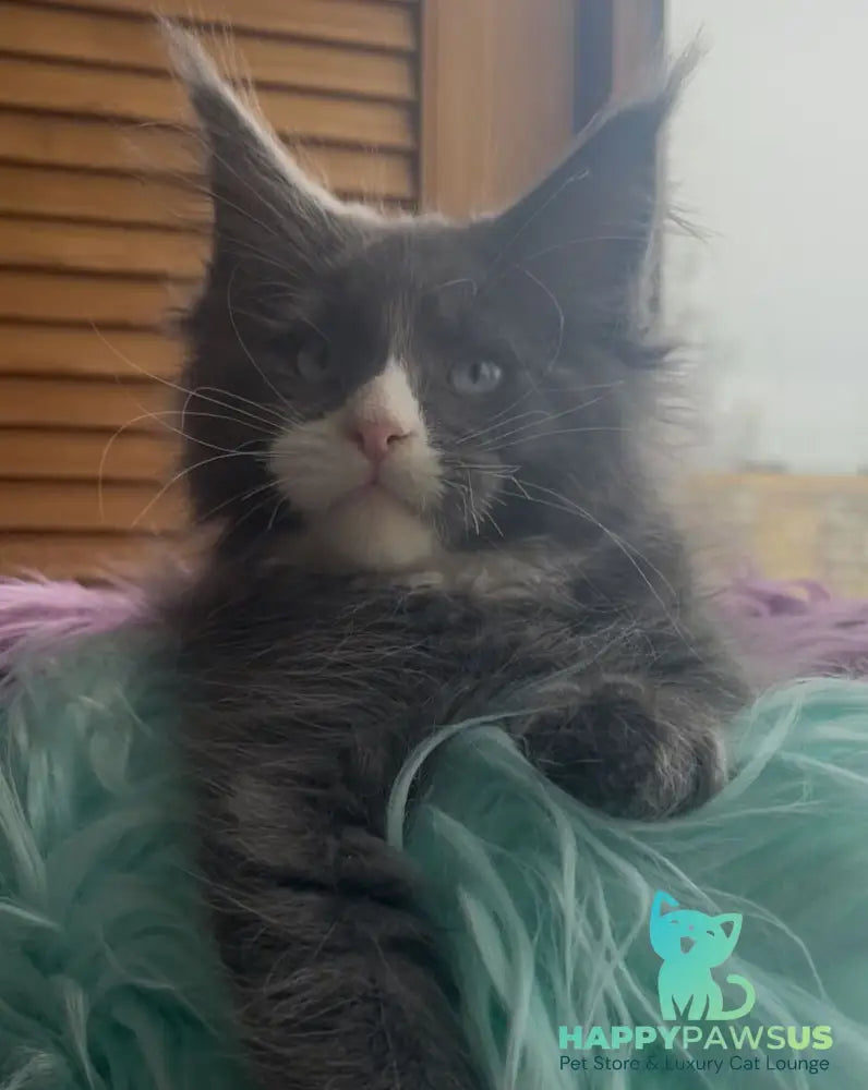 Hugo Maine Coon polydactyl male blue with white - live animals