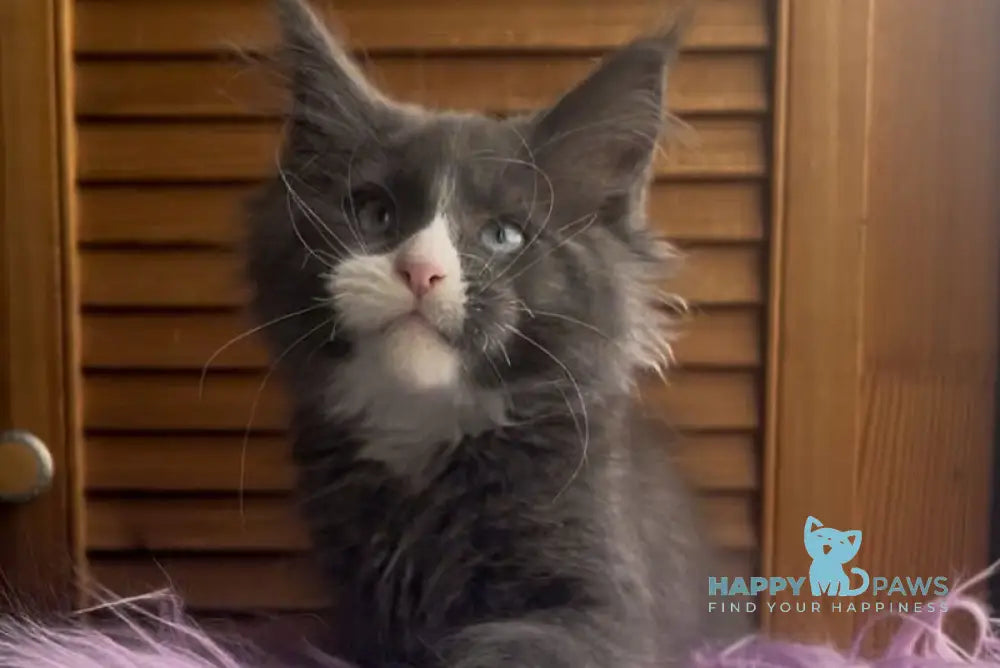 Hugo Maine Coon polydactyl male blue with white - live animals