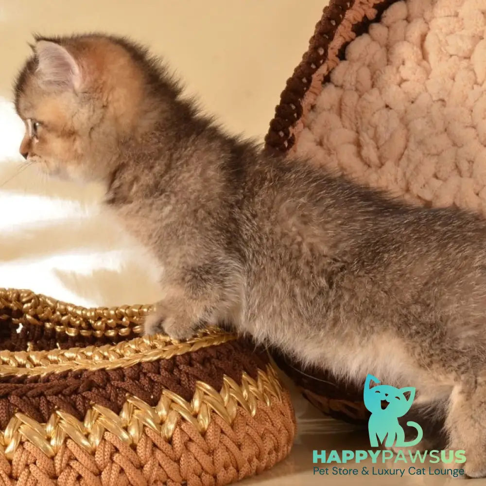 Hugo Munchkin male black ticked tabby - live animals