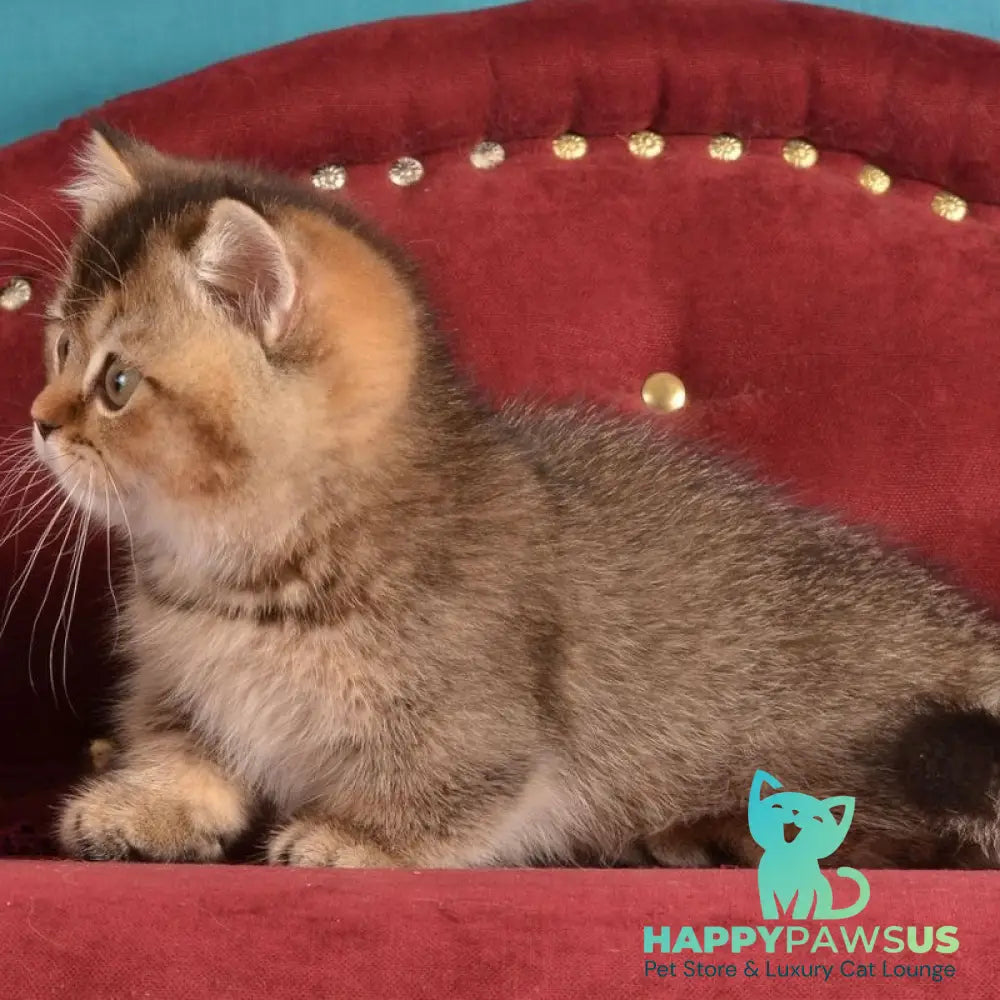 Hugo Munchkin male black ticked tabby - live animals