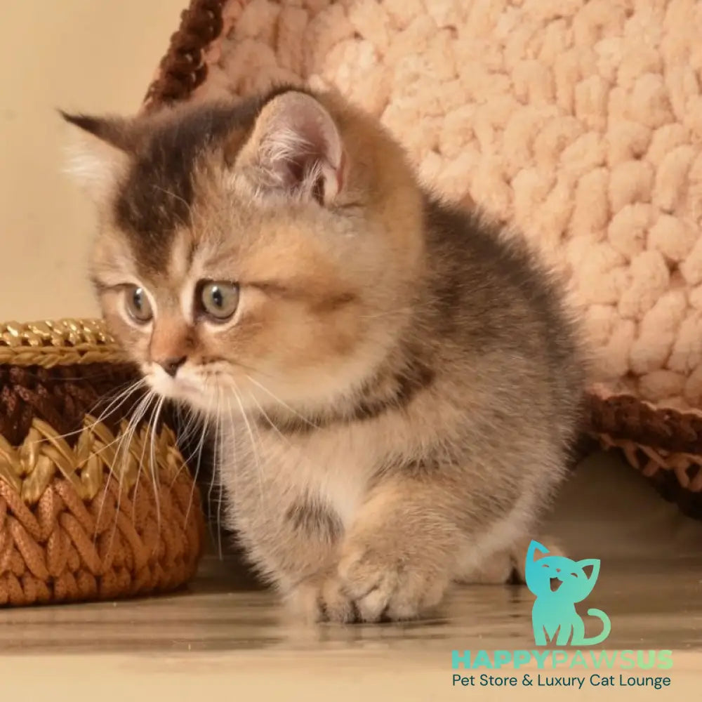 Hugo Munchkin male black ticked tabby - live animals