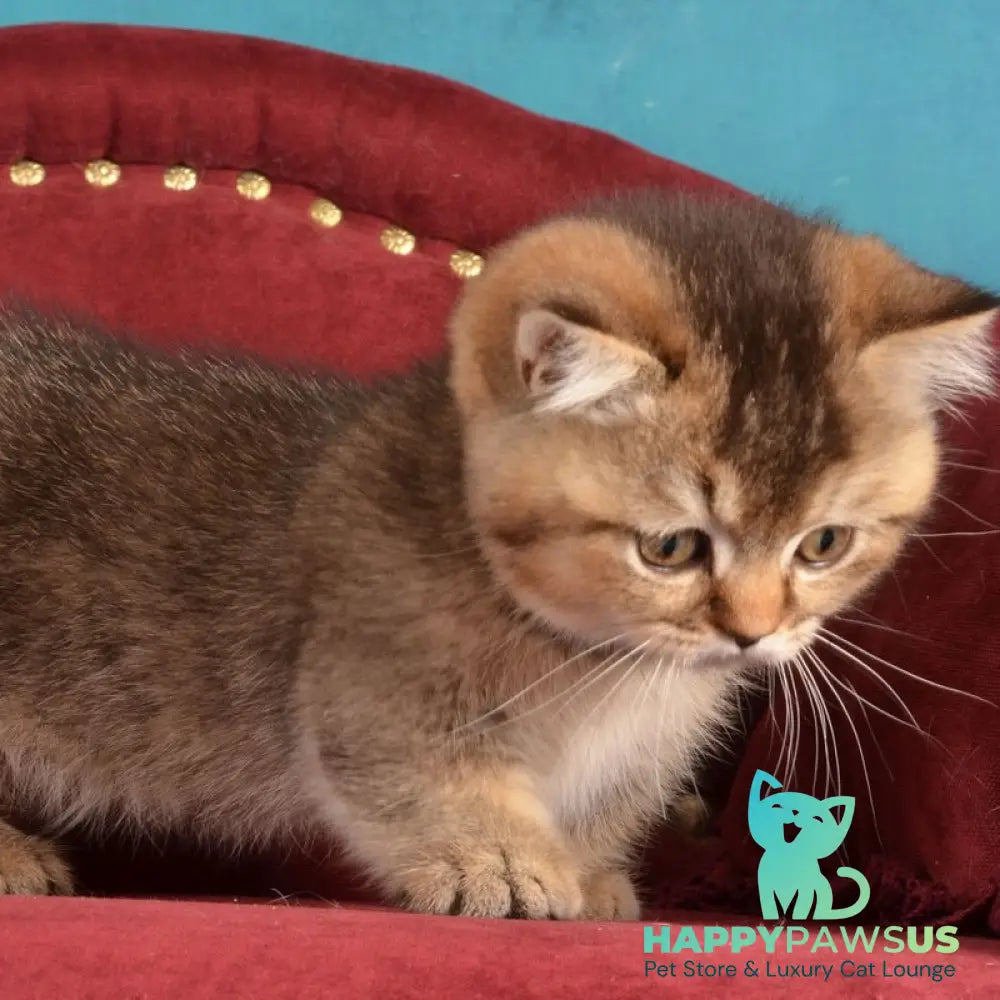 Hugo Munchkin male black ticked tabby - live animals