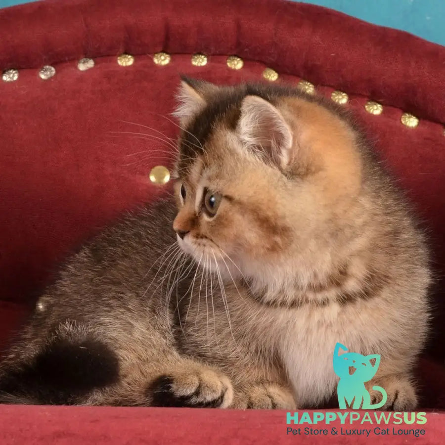 Hugo Munchkin male black ticked tabby - live animals