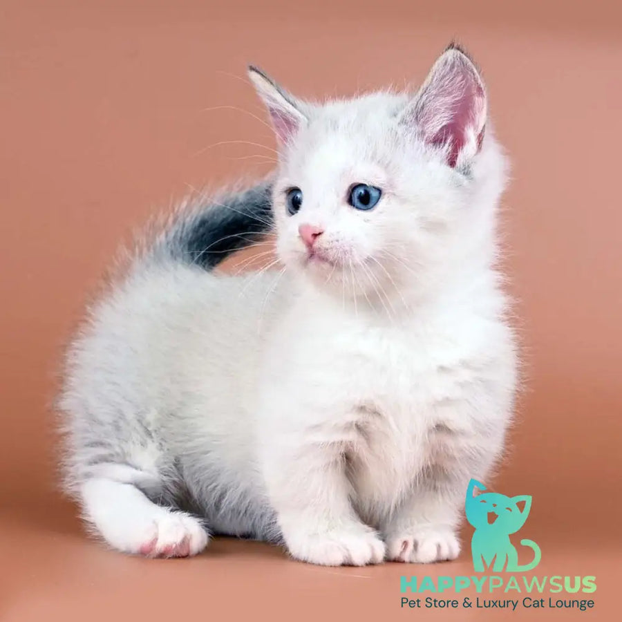 Hugo Munchkin male blue pointed bicolour - live animals