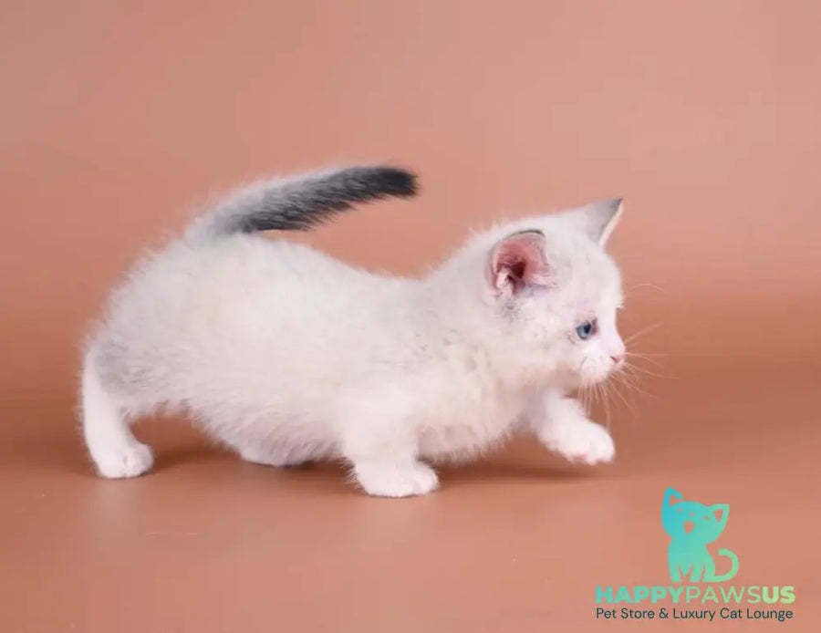 Hugo Munchkin male blue pointed bicolour - live animals