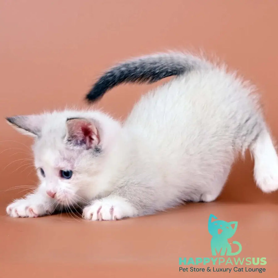 Hugo Munchkin male blue pointed bicolour - live animals