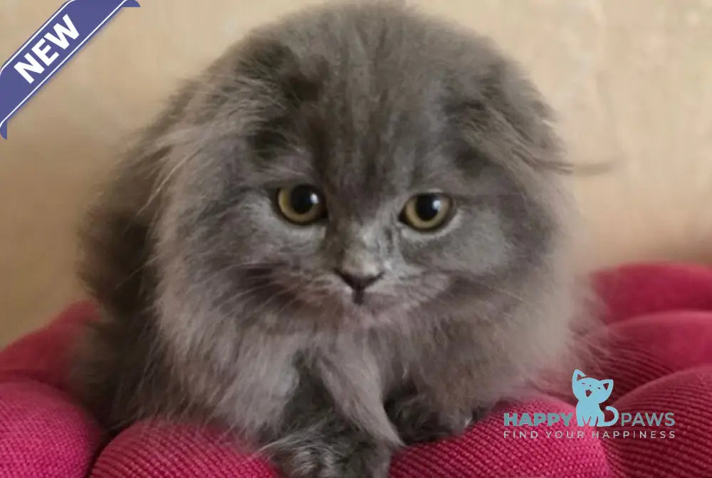 Hugo Scottish Fold male blue live animals
