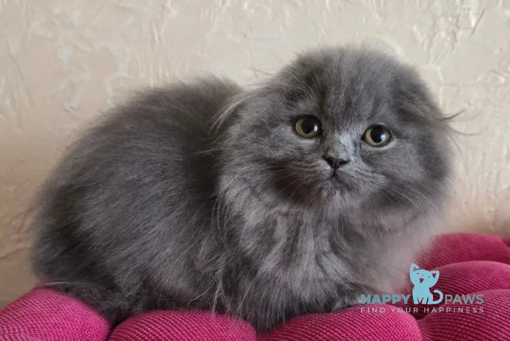Hugo Scottish Fold male blue live animals