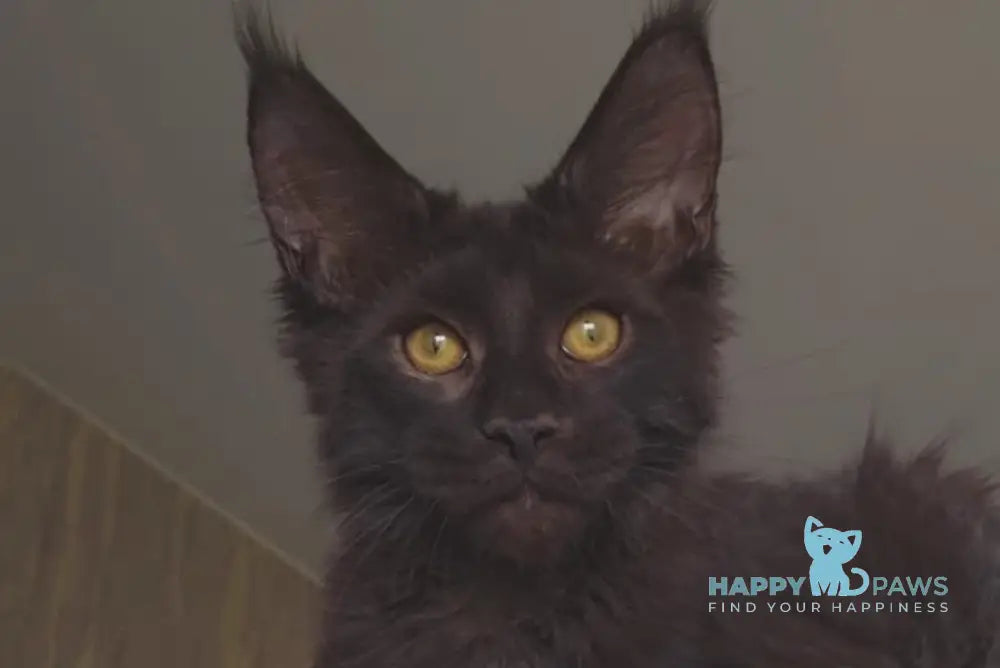 Hummer Maine Coon male black live animals
