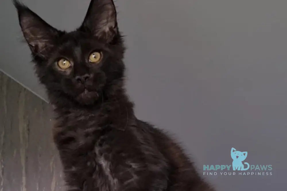 Hummer Maine Coon male black live animals