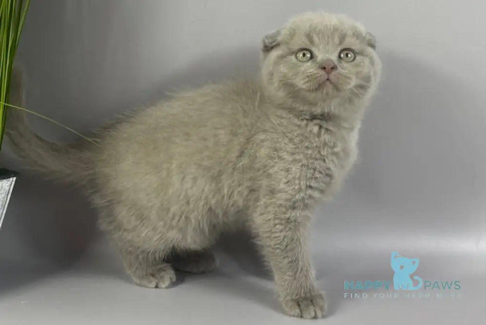 Hummer Scottish Fold male lilac live animals