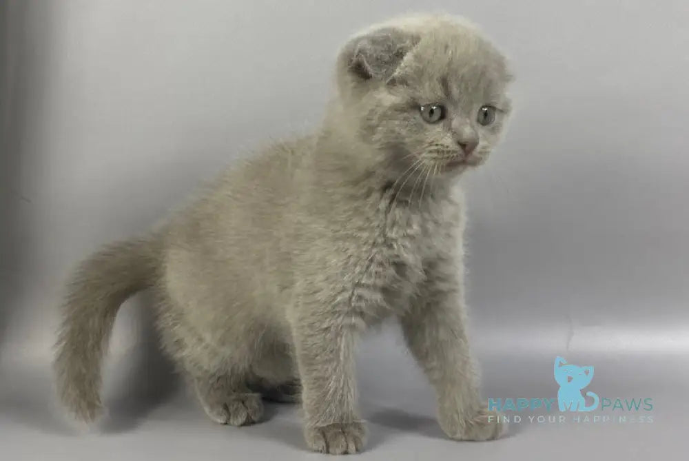 Hummer Scottish Fold male lilac live animals