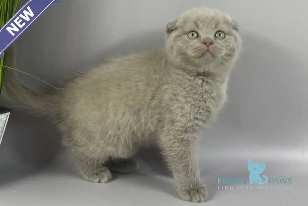 Hummer Scottish Fold male lilac live animals