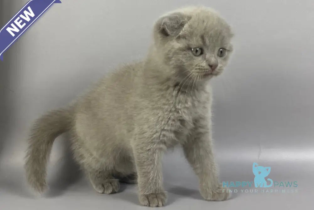 Hummer Scottish Fold male lilac live animals