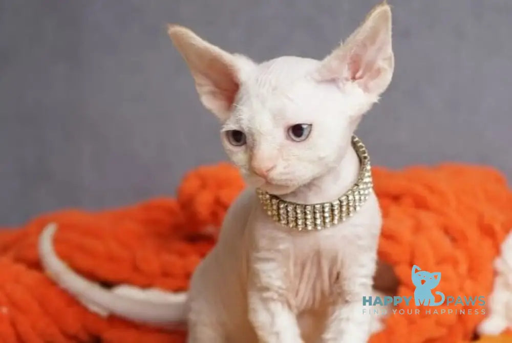 Hunter Devon Rex male red pointed live animals