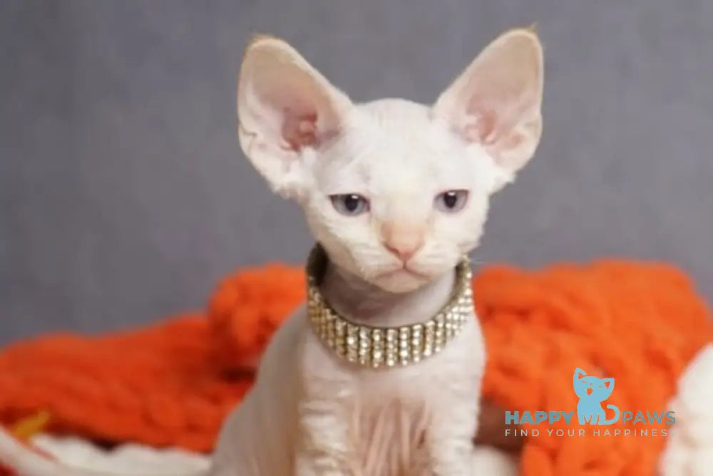 Hunter Devon Rex male red pointed live animals