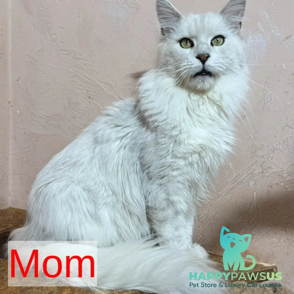Hunter Maine Coon male black tabby - live animals