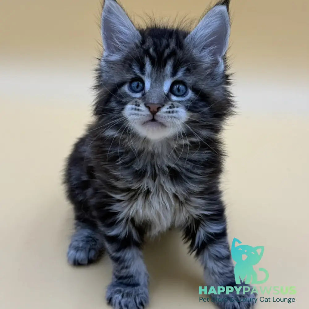 Hunter Maine Coon male black tabby - live animals