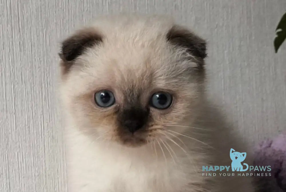 Hunter Scottish Straight male black pointed live animals