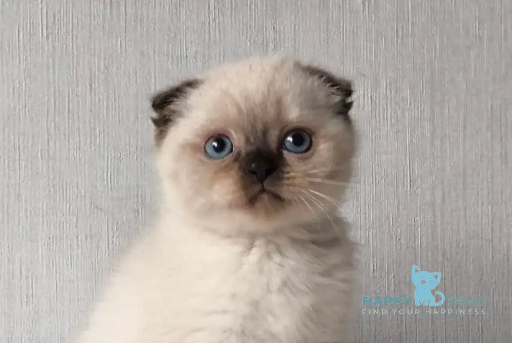 Hunter Scottish Straight male black pointed live animals