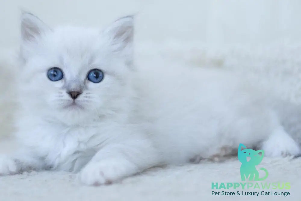 Hurma Siberian female blue with white tabby pointed - live animals