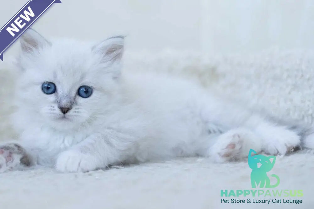 Hurma Siberian female blue with white tabby pointed - live animals