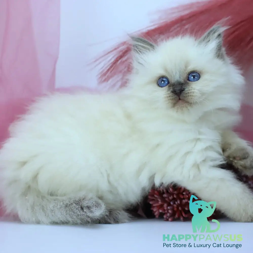 Hvoya Siberian female blue pointed - live animals