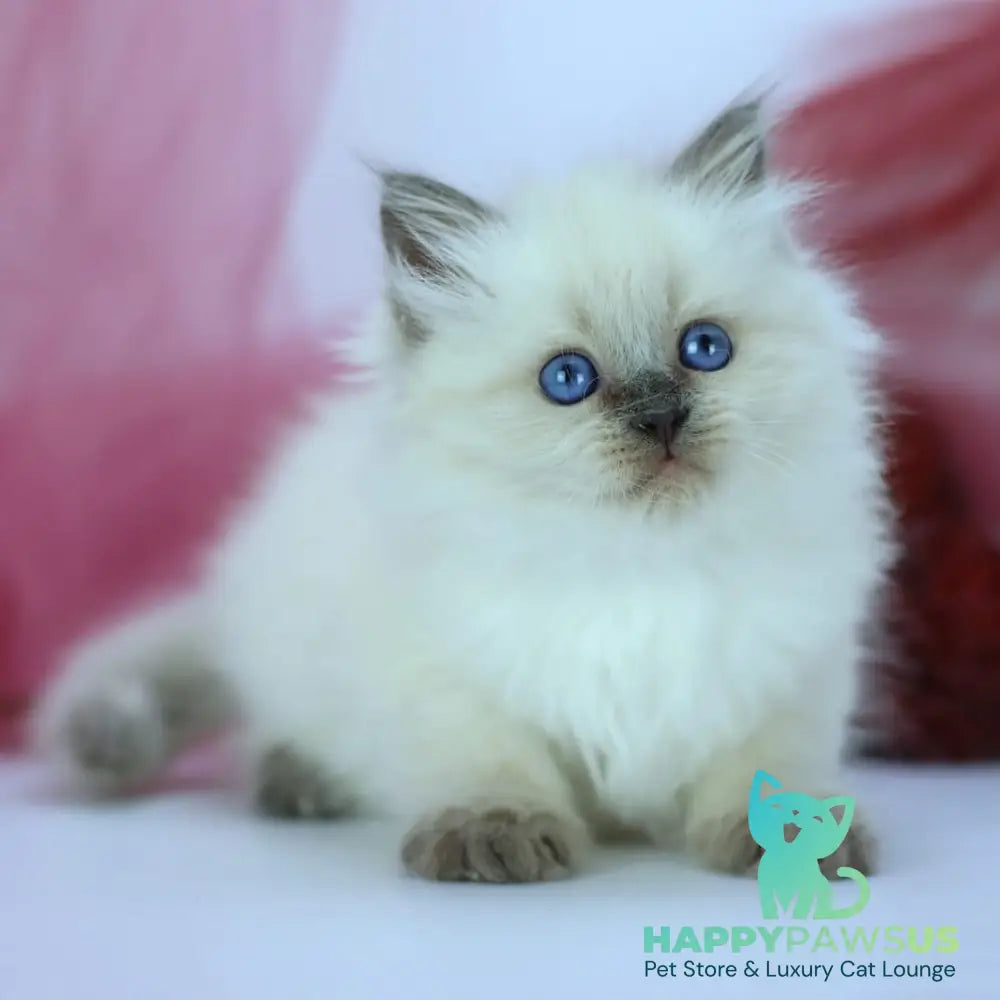 Hvoya Siberian female blue pointed - live animals