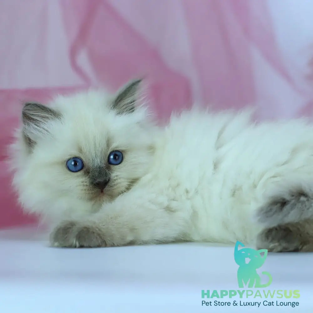 Hvoya Siberian female blue pointed - live animals