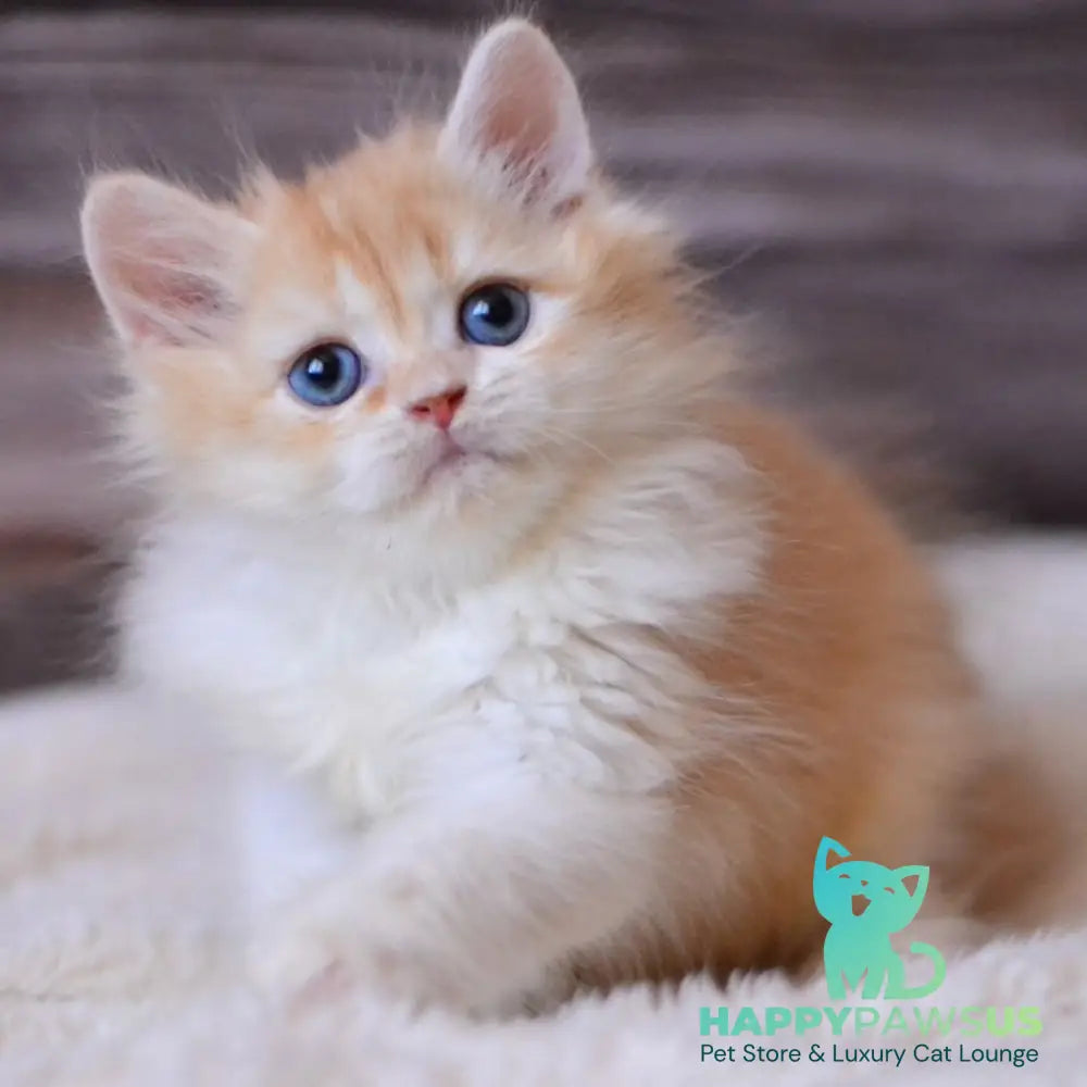 Ian British Longhair male red ticked tabby bicolour - live animals