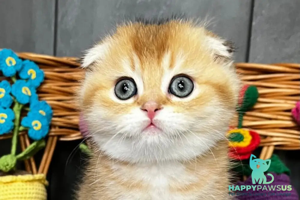 Icar Scottish Fold male black golden ticked tabby live animals