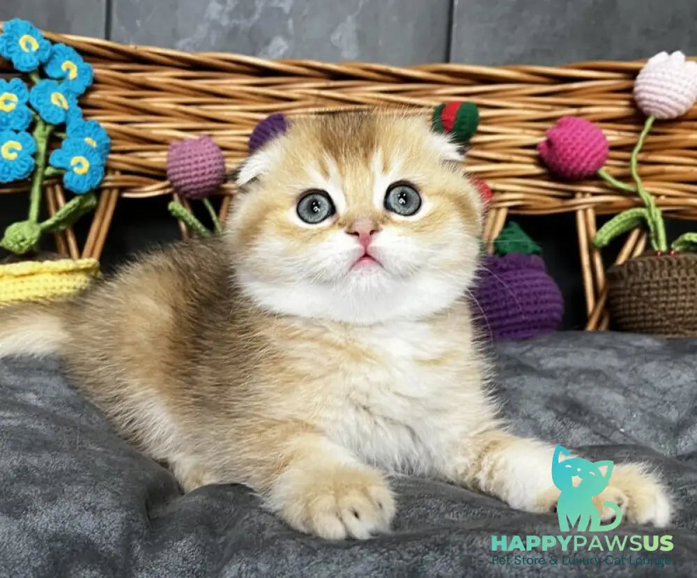 Icar Scottish Fold male black golden ticked tabby live animals