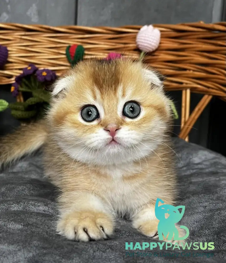 Icar Scottish Fold male black golden ticked tabby live animals
