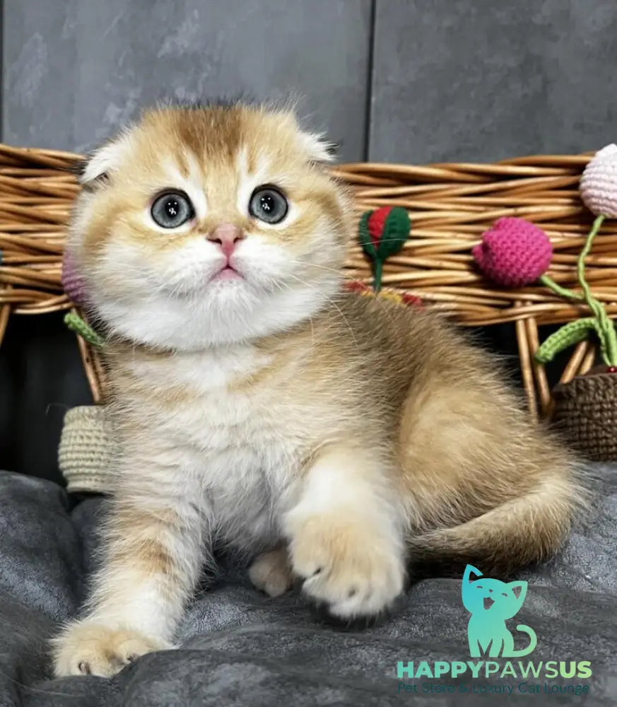 Icar Scottish Fold male black golden ticked tabby live animals